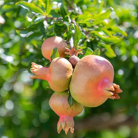 Casa Do Hospital-guest House * Abacas