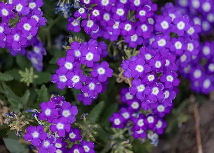 Casa Do Hospital-guest House Abacas