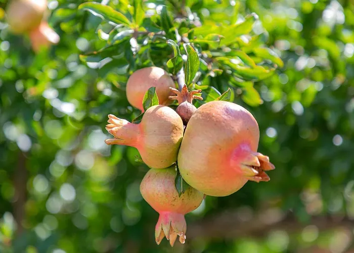 Casa Do Hospital-guest House * Abacas